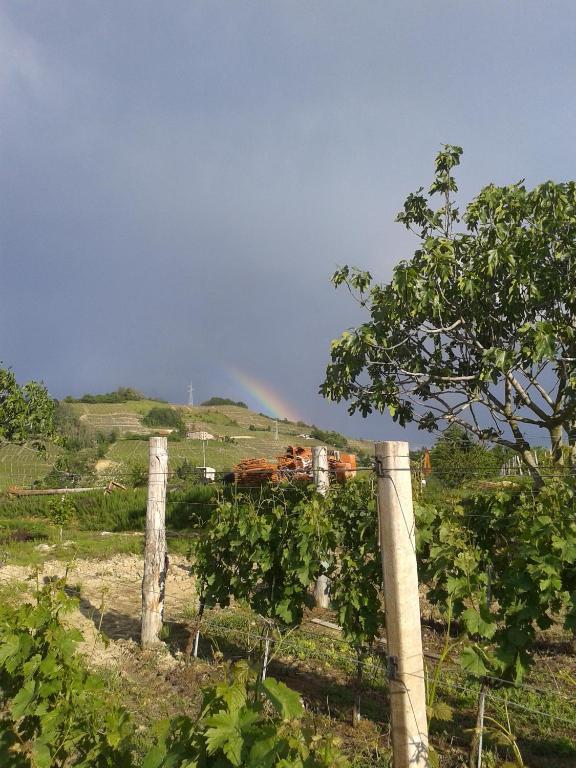 Agriturismo Ai Piacentini Санто Стефано Белбо Екстериор снимка
